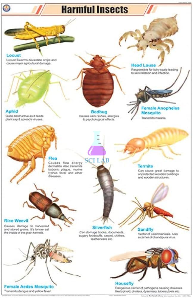 Harmful Insects Educational Chart